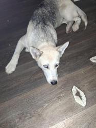 Lost Female Dog last seen County rd 427 between the ponderosa and morley, Oran, MO 63771
