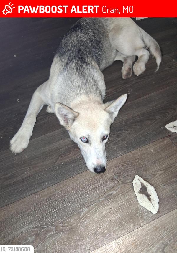 Lost Female Dog last seen County rd 427 between the ponderosa and morley, Oran, MO 63771