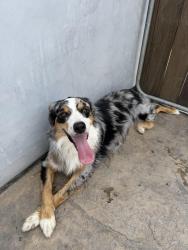 Reunited Male Dog last seen Target, Buena Park, CA 90620