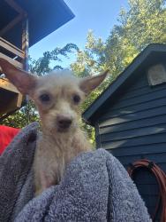 Found/Stray Female Dog last seen Buccees, Dickinson, TX 77539