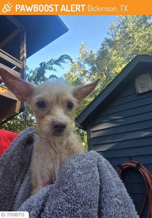 Found/Stray Female Dog last seen Buccees, Dickinson, TX 77539