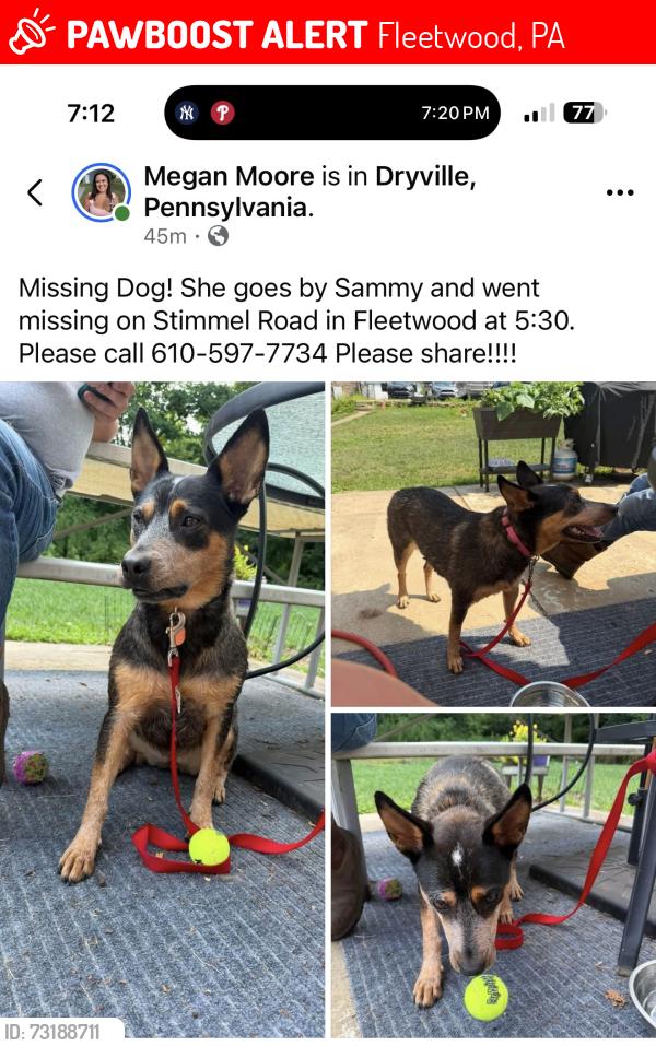 Lost Female Dog last seen Stimmel rd and forgedale rd, Fleetwood, PA 19522