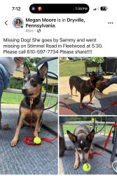 Lost Female Dog last seen Stimmel rd and forgedale rd, Fleetwood, PA 19522