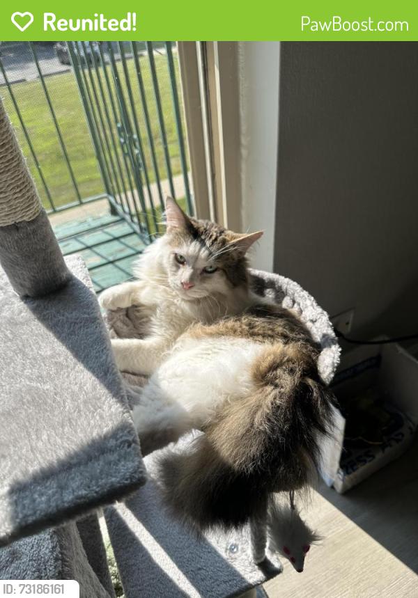 Reunited Male Cat last seen Springhill park, roselle Illinois, Roselle, IL 60172