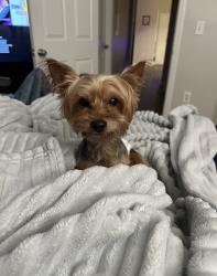 Lost Male Dog last seen Catalina boulevard, Catalina Blvd, SC 29112