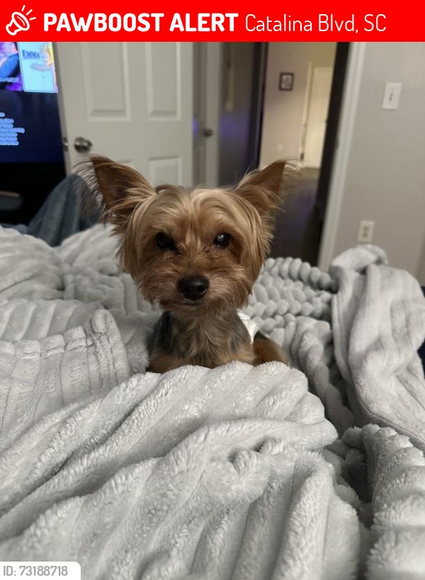 Lost Male Dog last seen Catalina boulevard, Catalina Blvd, SC 29112