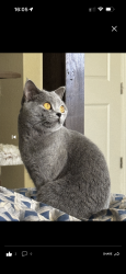 Reunited Female Cat last seen cruiser，Irvine，ca，92618, Irvine, CA 92618