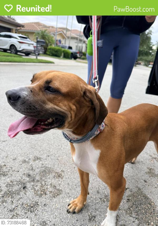Reunited Female Dog last seen Heron Bay - Creekside, Parkland, FL 33076
