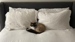 Lost Female Cat last seen Near Morgan Ave S, Minneapolis, MN 55419