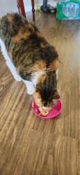 Reunited Female Cat last seen Riberry Ln & Country Club in Waterford ests, Garland, TX 75043