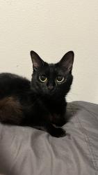 Lost Female Cat last seen Capitol Lake, Olympia, WA 98501