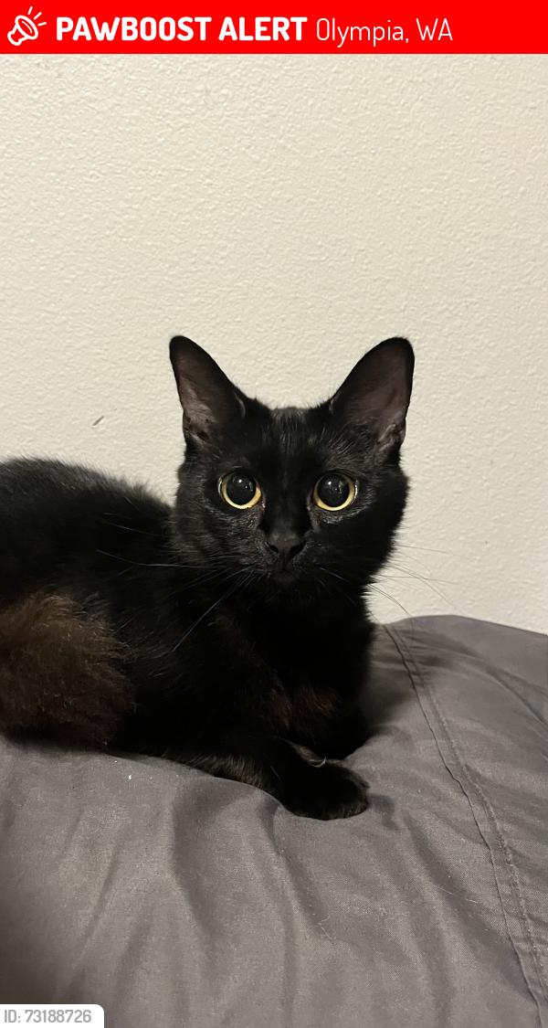 Lost Female Cat last seen Capitol Lake, Olympia, WA 98501