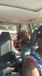 Reunited Female Dog last seen Stelzer road, Columbus, OH 43219