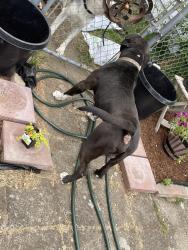 Reunited Male Dog last seen 106th Ave and Benson ave, Renton, WA 98058