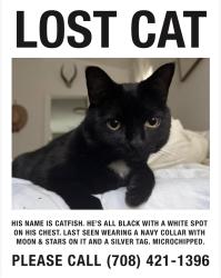 Lost Male Cat last seen Fence Row & Peach Grove, Austin, TX 78744