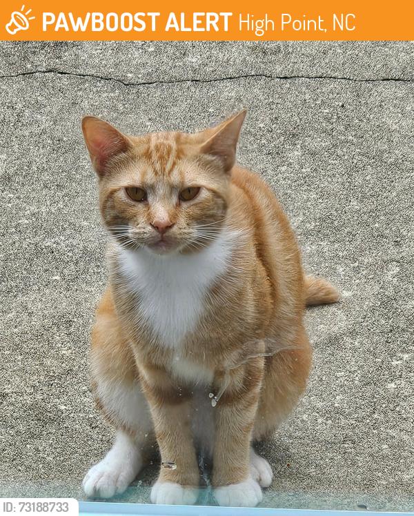 Found/Stray Male Cat last seen Pondhaven and Gower Court, High Point, NC 27265
