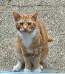 Found/Stray Male Cat last seen Pondhaven and Gower Court, High Point, NC 27265