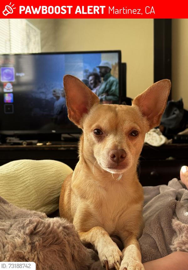 Lost Male Dog last seen Pacheco blvd, Martinez, CA 94553