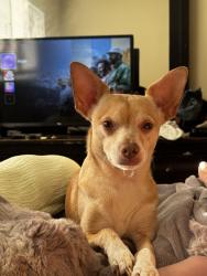 Lost Male Dog last seen Pacheco blvd, Martinez, CA 94553