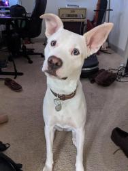 Reunited Female Dog last seen Ozark St & Tierwester Houston, Houston, TX 77021