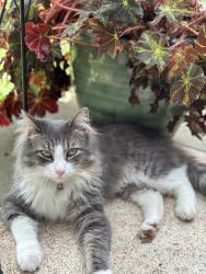 Reunited Male Cat last seen Near Olivette executive parkway, Olivette, MO 63132