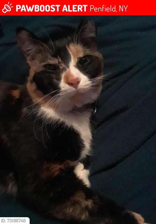Lost Female Cat last seen Near and 5 mile line rd, Penfield, NY 14526