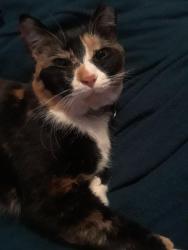 Lost Female Cat last seen Near and 5 mile line rd, Penfield, NY 14526