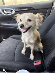 Found/Stray Female Dog last seen Red ridge park, Las Vegas, NV 89148