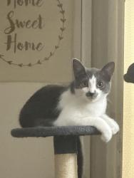 Lost Female Cat last seen Off of Branham near library, San Jose, CA 95111
