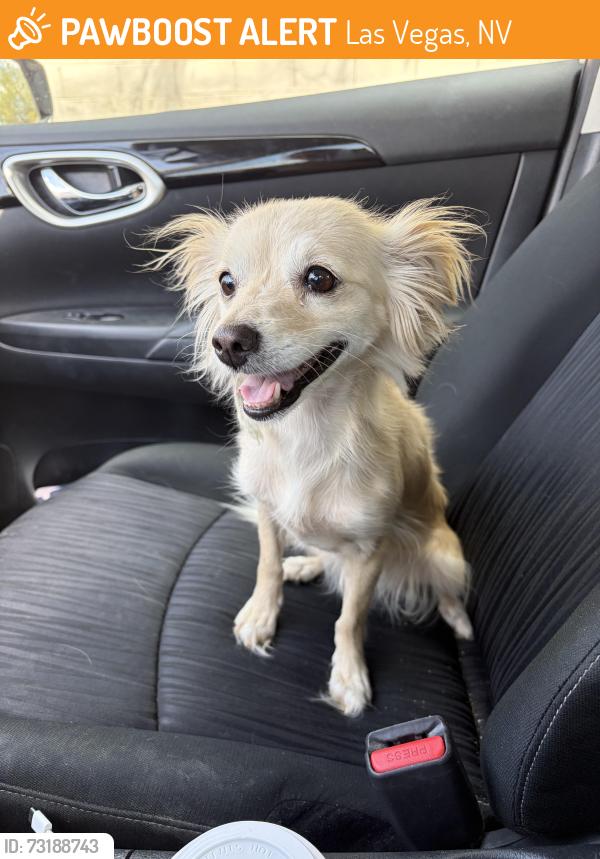 Found/Stray Female Dog last seen Red ridge park, Las Vegas, NV 89148