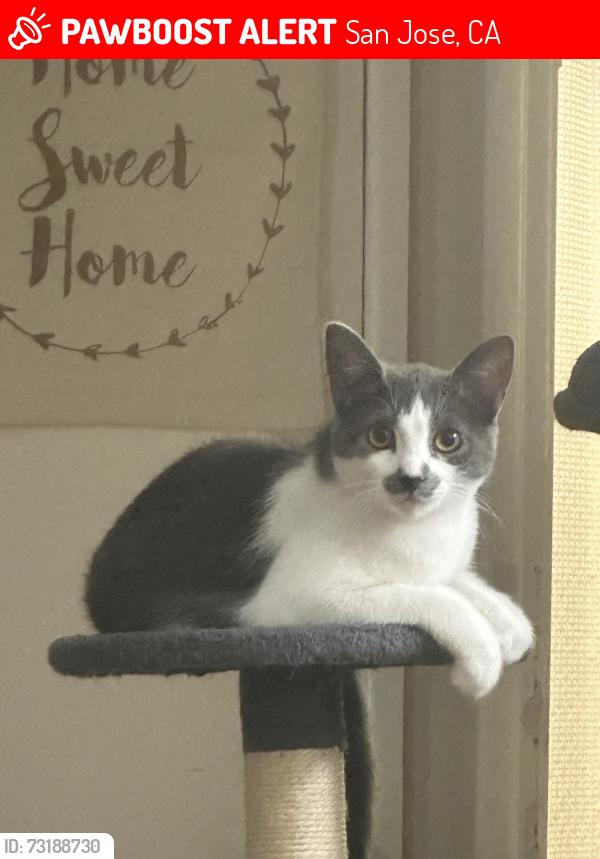 Lost Female Cat last seen Off of Branham near library, San Jose, CA 95111