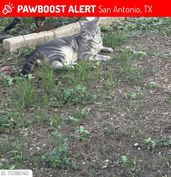 Lost Male Cat last seen Nicia and evelina, San Antonio, TX 78253