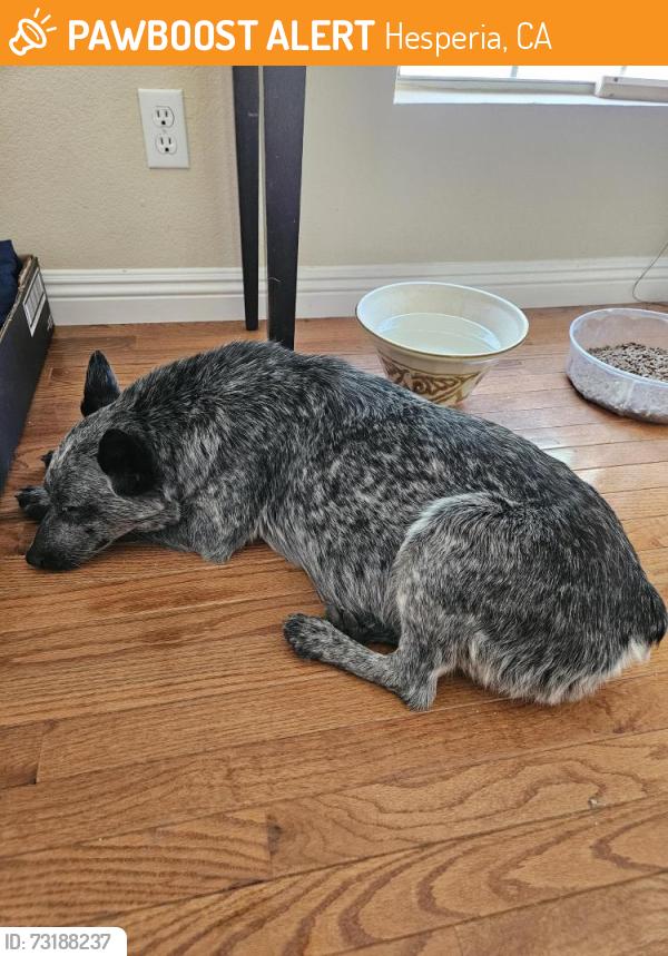 Found/Stray Female Dog last seen Mariposa at Ranchero, Hesperia, CA 92344