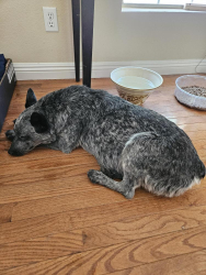 Found/Stray Female Dog last seen Mariposa at Ranchero, Hesperia, CA 92344