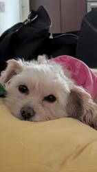 Lost Female Dog last seen Near mossy bark ln, Houston, TX 77041