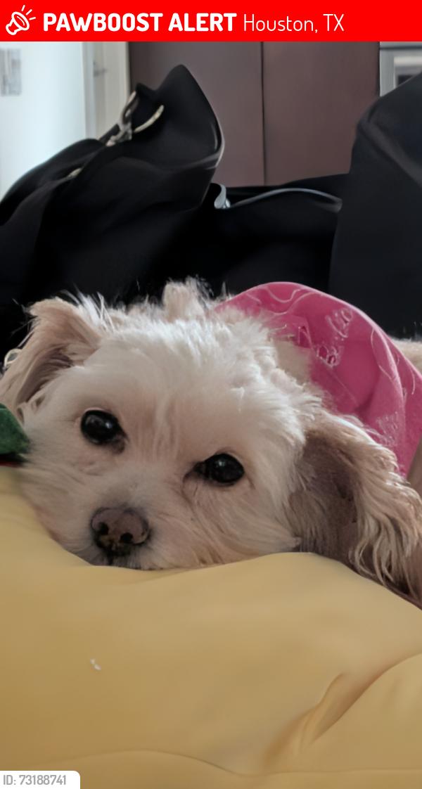 Lost Female Dog last seen Near mossy bark ln, Houston, TX 77041