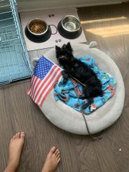 Lost Male Dog last seen Graby street, Norfolk, VA 23503