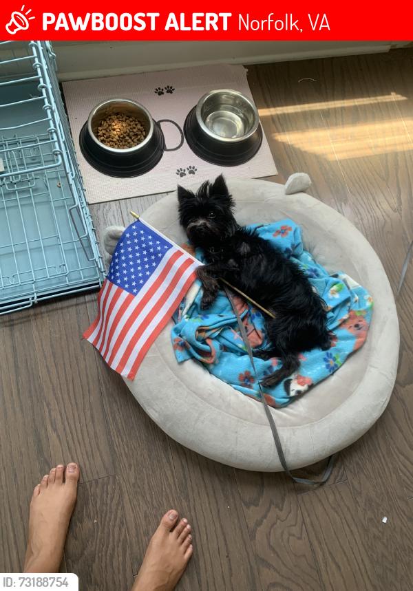 Lost Male Dog last seen Graby street, Norfolk, VA 23503