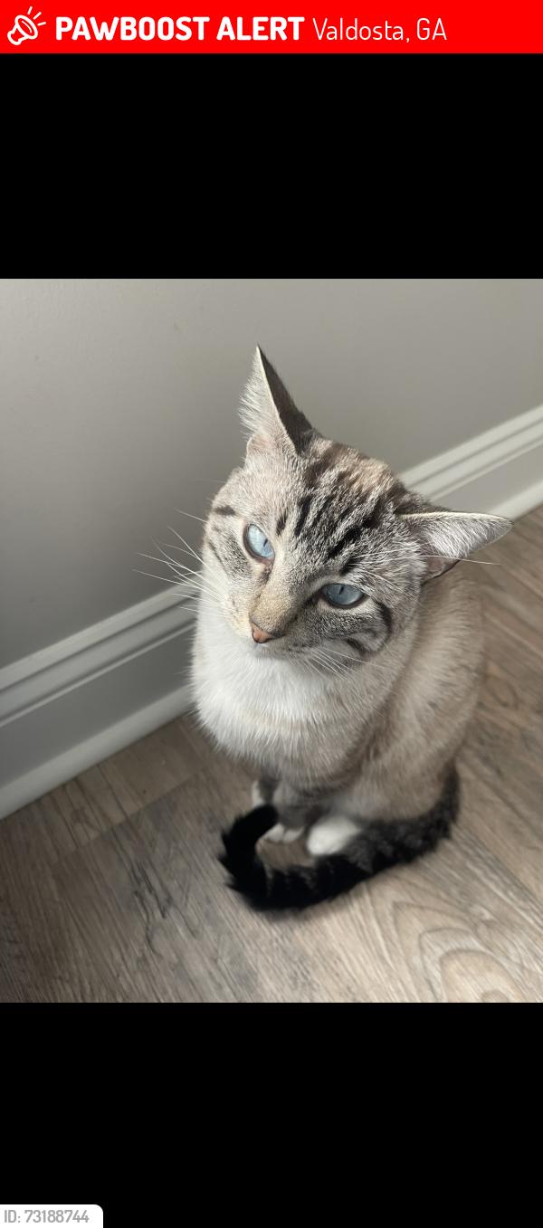 Lost Male Cat last seen VSU University and Alden street, Valdosta, GA 31602