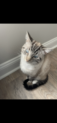 Lost Male Cat last seen VSU University and Alden street, Valdosta, GA 31602