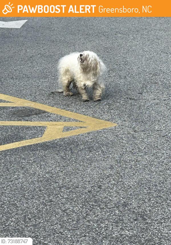 Found/Stray Male Dog last seen Mavis Tire, Pyramid Village, Greensboro, NC 27405