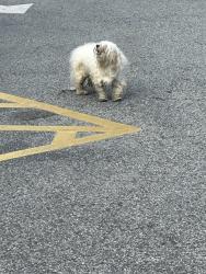 Found/Stray Male Dog last seen Mavis Tire, Pyramid Village, Greensboro, NC 27405