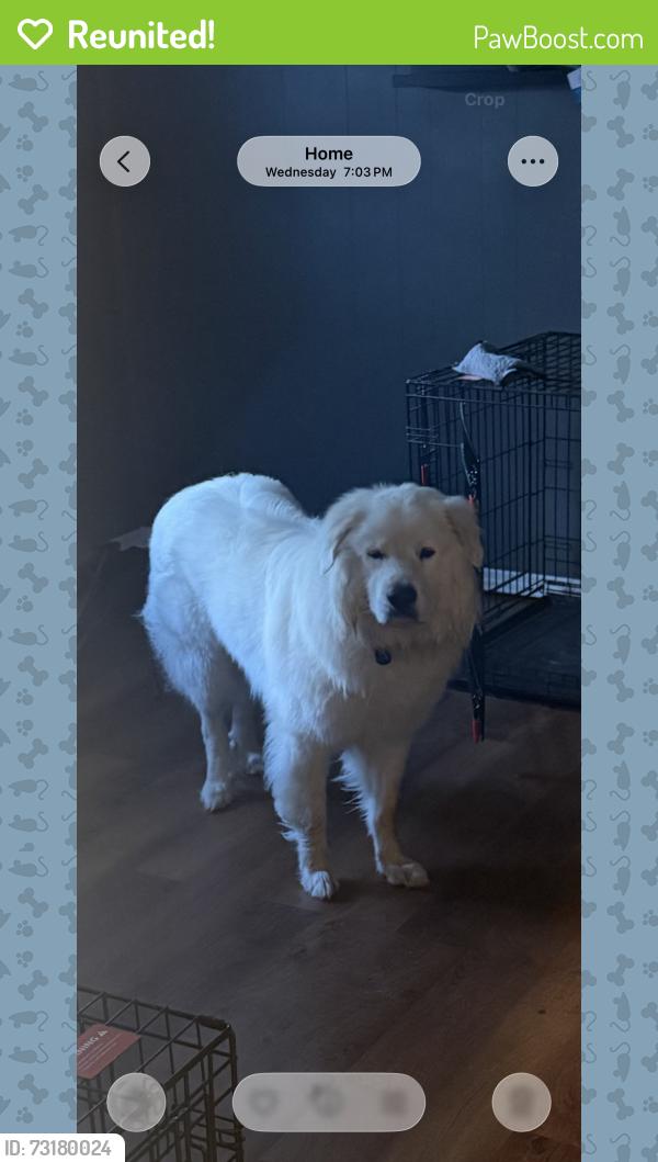 Reunited Male Dog last seen Boston street Hixson, Chattanooga, TN 37343