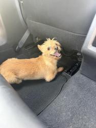 Reunited Female Dog last seen Nanes St. And Caspian Ln, Houston, TX 77090