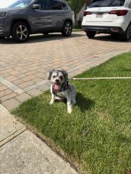 Reunited Male Dog last seen Nancy drive, East Meadow, NY 11554