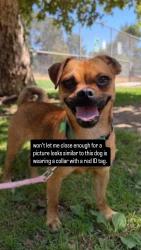Found/Stray Male Dog last seen D street and Paul Ave in the neighborhood, Las Vegas, NV 89106