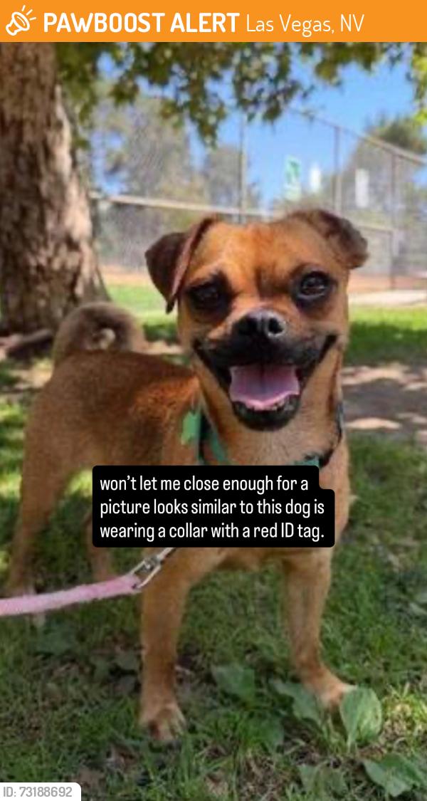 Found/Stray Male Dog last seen D street and Paul Ave in the neighborhood, Las Vegas, NV 89106