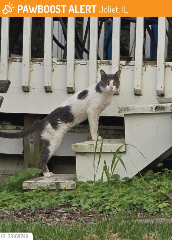 Found/Stray Unknown Cat last seen Maple Rd across from Hadley Valley Preserve, Joliet, IL 60432
