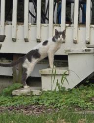 Found/Stray Unknown Cat last seen Maple Rd across from Hadley Valley Preserve, Joliet, IL 60432