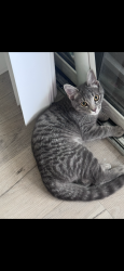 Reunited Female Cat last seen tivoli terrace, Deerfield Beach, FL 33441